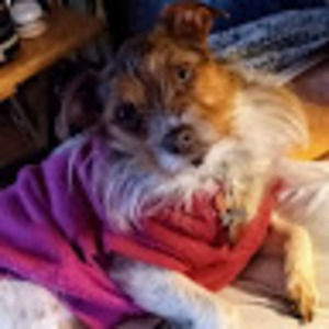 Meet your Posher, Rosalind